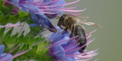 A bee on a viper's bugloss