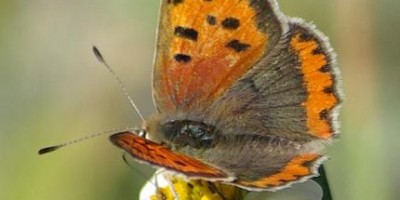Burr marigold (Bidens alba) also known as Amor secalo with Colias crocea butterfly