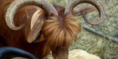 Ram with curly horns on show at San Antonio del Monte fair, Garafía