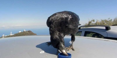 Raven drinking water from a bottle top with the telescopes of the Roque de Los Muchachos behind