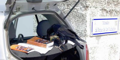 A raven getting curious about Sheila Crosby's books, Roque de Los Muchachos, La Palma
