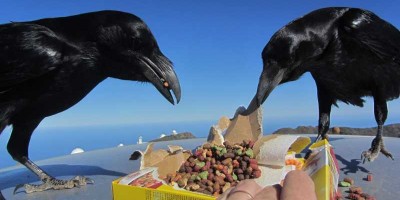 RAvens enjoying cat biscuits at the Roque de Los Muchachos. Photo credit: Sheila Crosby
