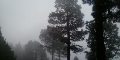 Canary pine trees looking atmospheric in the mist , La Palma , Canary Islands