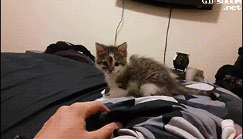 Kitten falls over without being touched