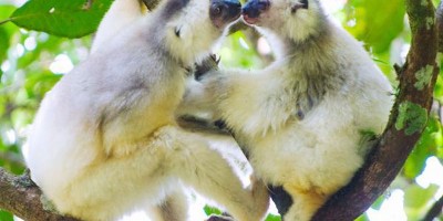 Two silky sifakas