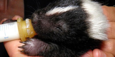 Baby skunk drinking milk from ane yedropper