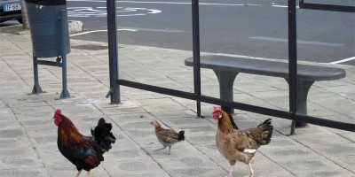 A family of chickens beside a bus stop in Santa Cruz