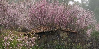 An old barn surrounded by almond blossom, Puntagorda, La Palma island